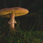 咪咪爱 discuz:探索社区互动与内容分享的新方式 617448g