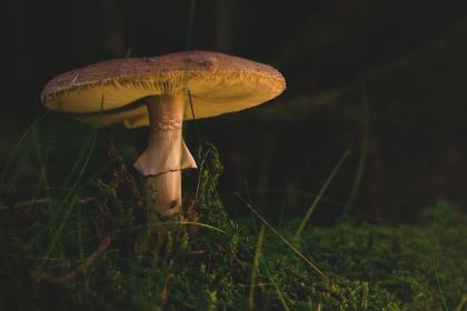 咪咪爱 discuz:探索社区互动与内容分享的新方式 咪咪爱 discuz:探索社区互动与内容分享的新方式